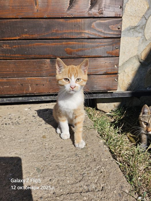 Подарявам котета