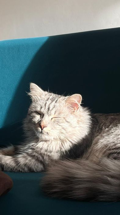 Шотландский Мейн-кун