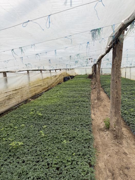 Rasaduri  de vanzare