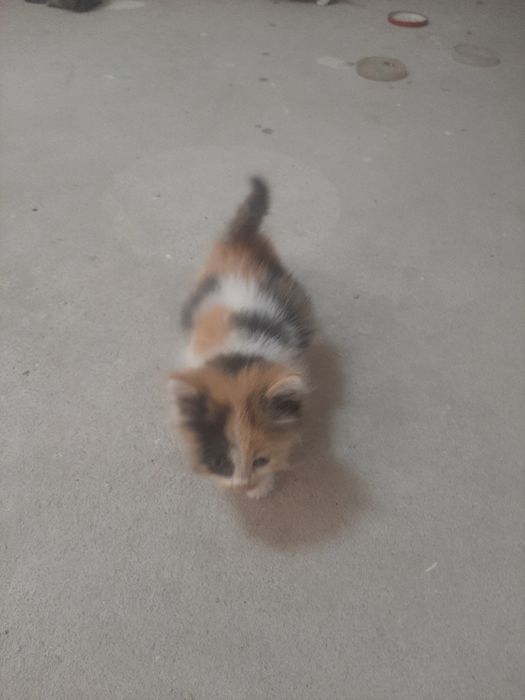 котята домашние...