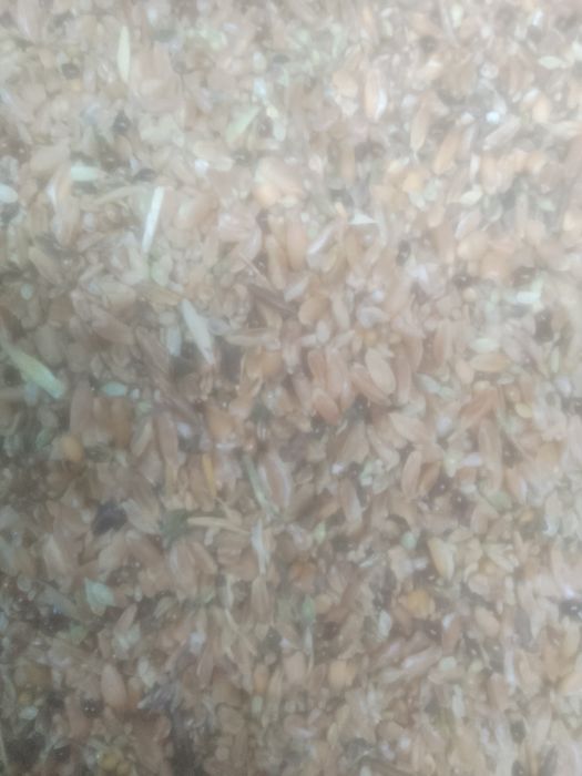 Зерноотходы Полова Отходы