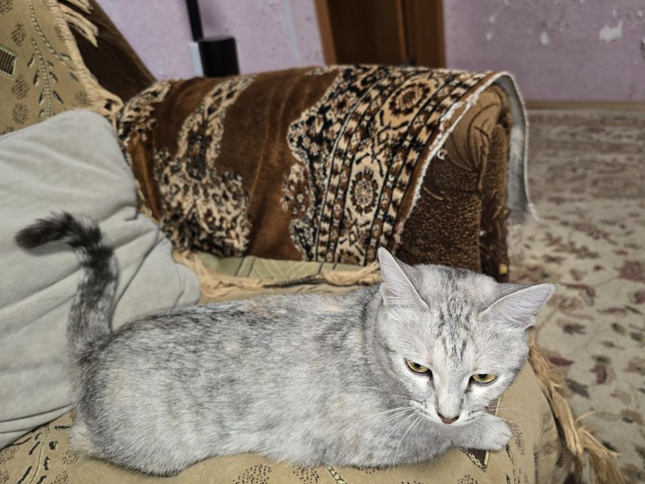 Отдам кошечку в добрые руки