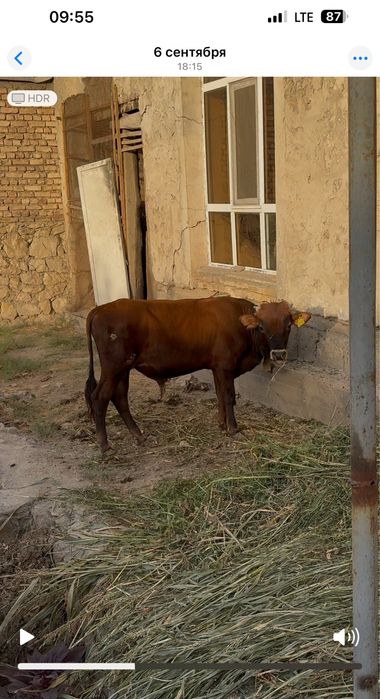 Buqqalar sotiladi ARZON