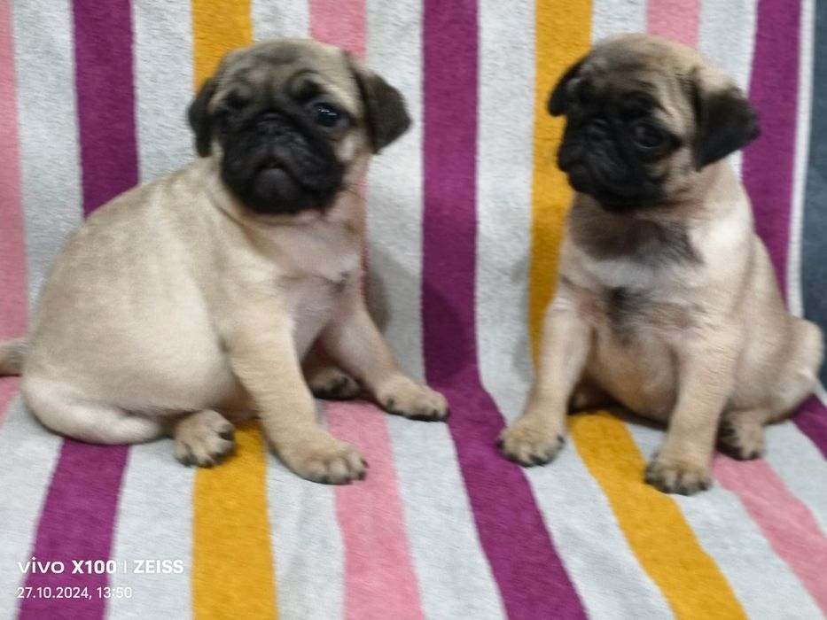 Очаровательные щенки Мопса.