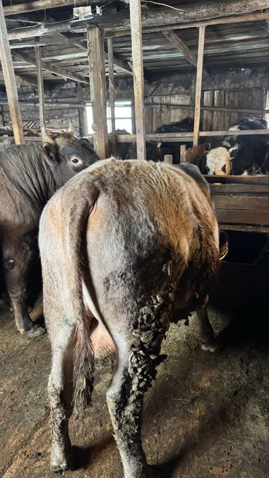 Продам бычков 9 голов