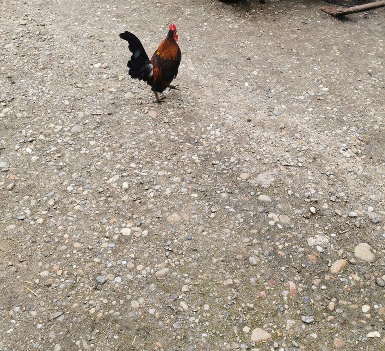 Cocoși pitici de vânzare