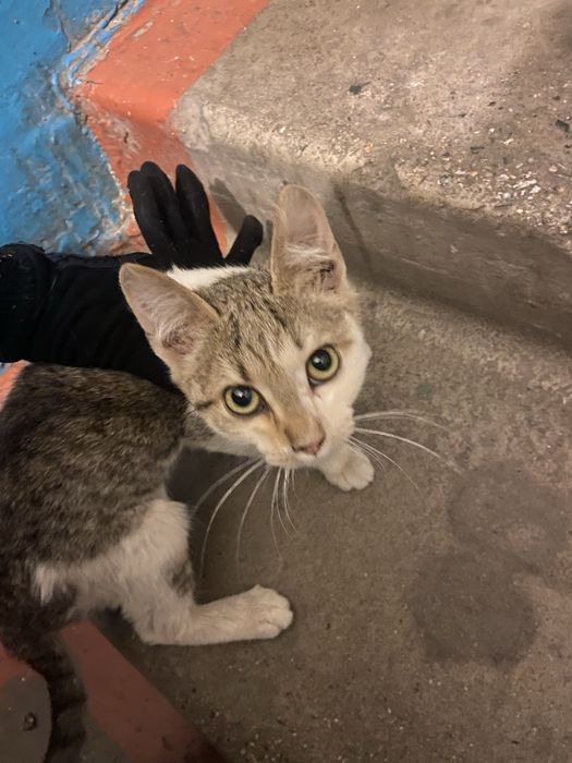 Котята ищут семью