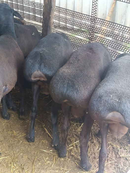Qochqorlar sotiladi