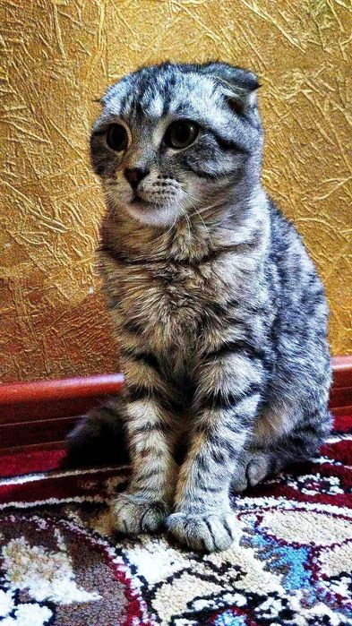 Mushuk Shotlandiyiskiy scotsh fold