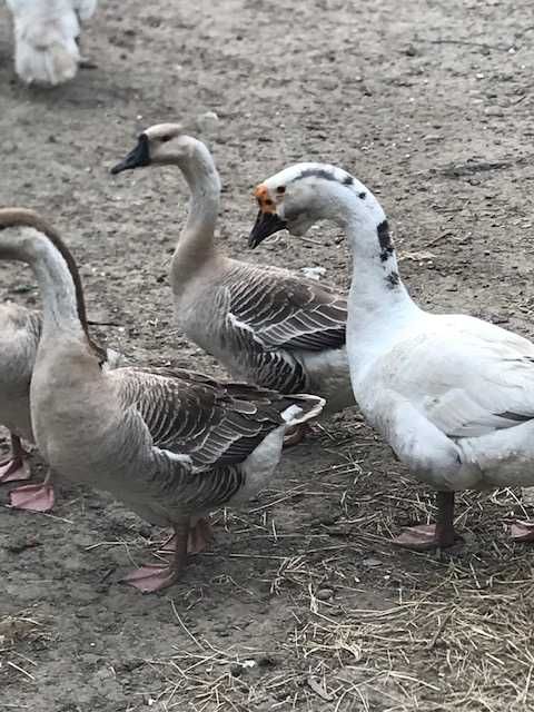 Vand gaste lesesti , rate lesesti