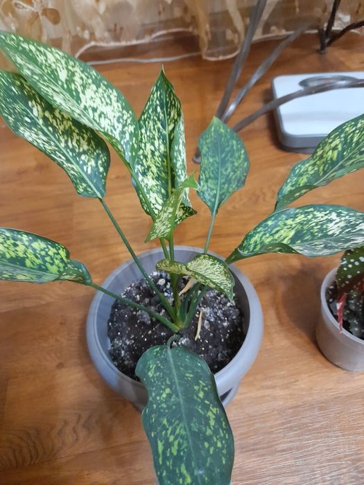 Комнатные растения