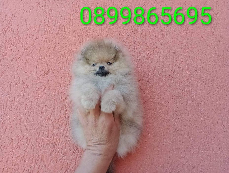 Померани. Момче и момиче