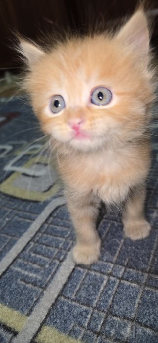 Котенки 4 рыжие 4 черные