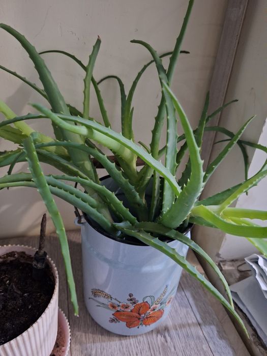 Отдам отросток алое
