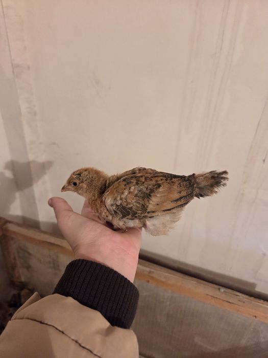 Продаются цыплята