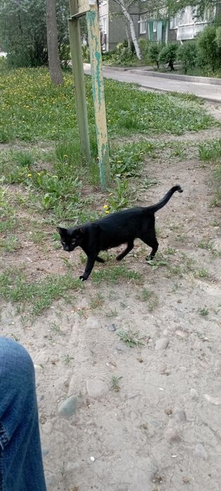 Котята от знаменитой Грэи