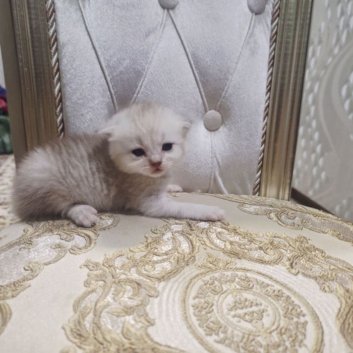 Sotiladi soglom Scottish fold