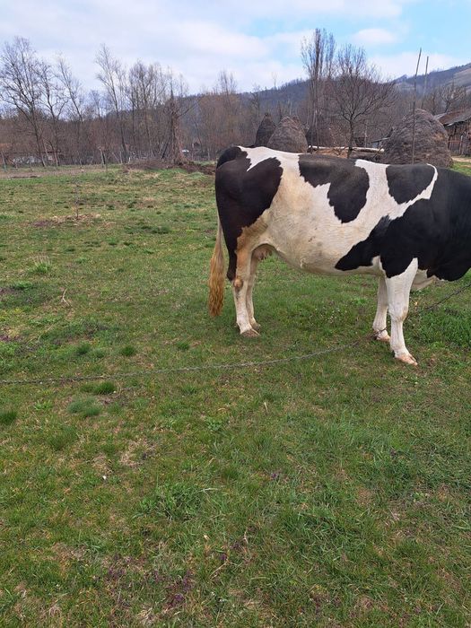 Vănd vaca gestantă