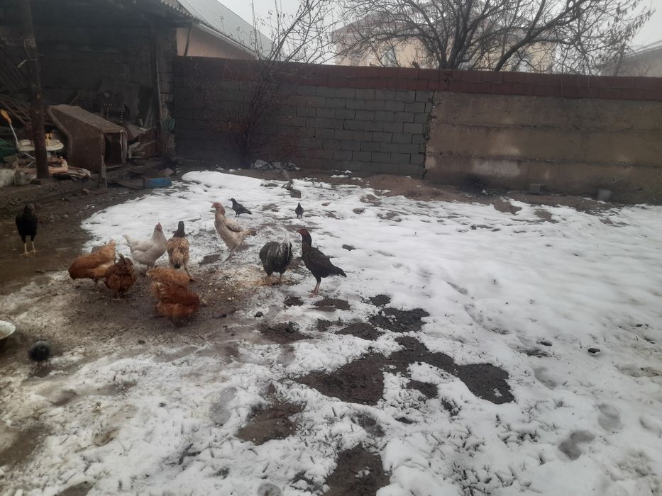 Тауықтар несушка Қораз