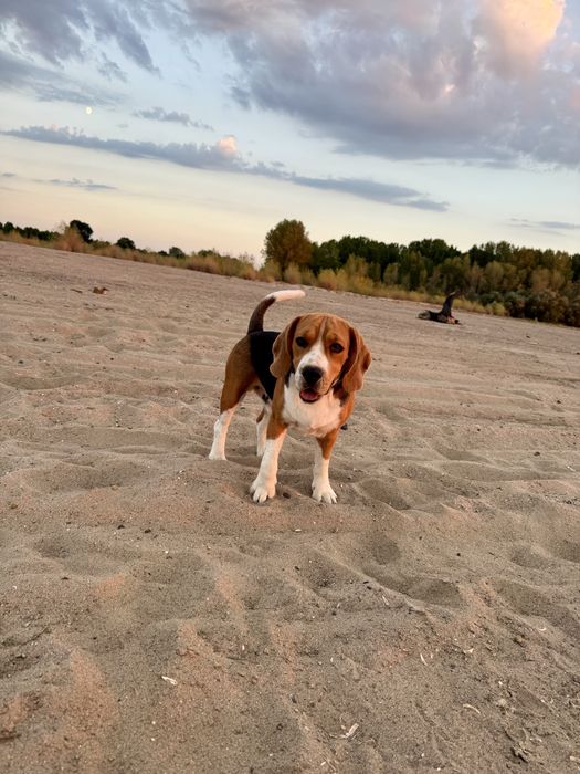 Vand mascul Beagle cu Pedigree