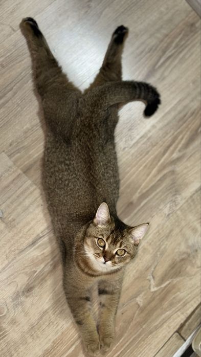 Активно ишем невесту для связки