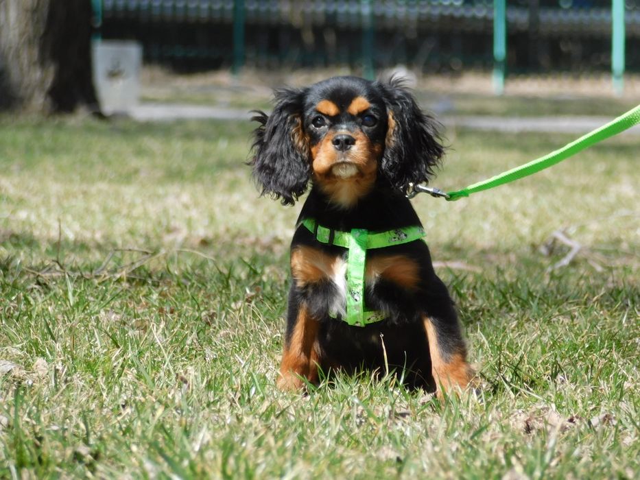 Щенки Кавалер Кинг Чарльз Спаниель