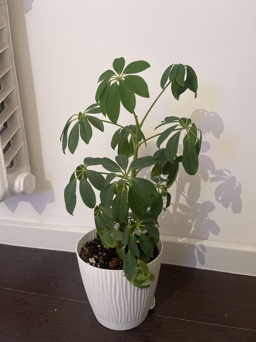 комнатные растения