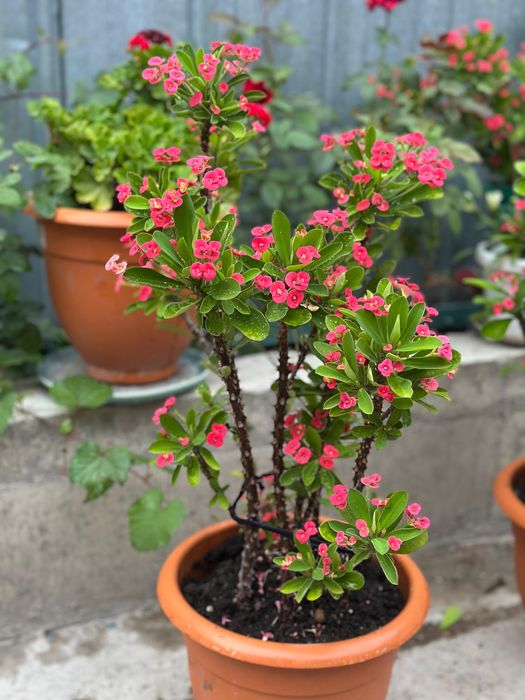 Цветы комнатные молочай герань