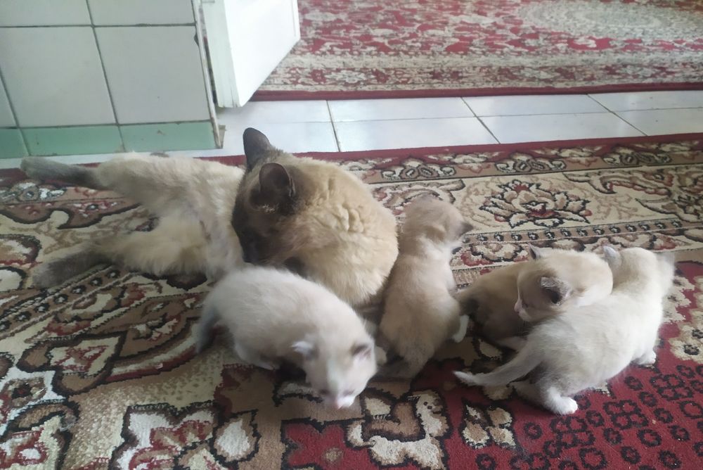 Mushuk bolalari siyam