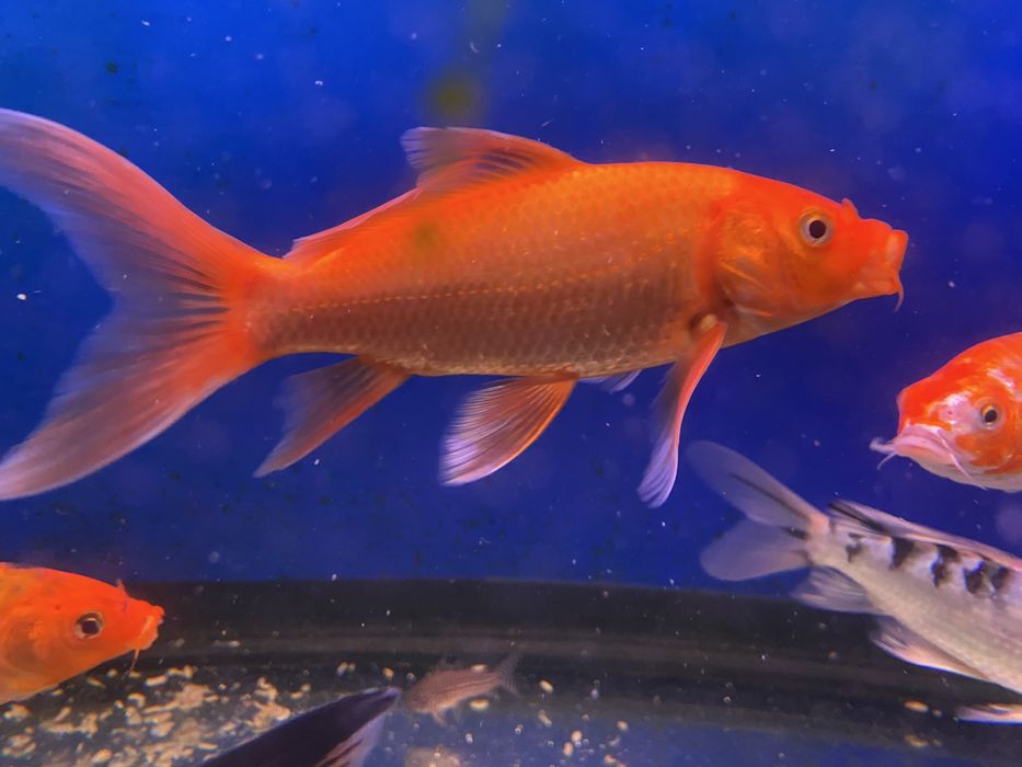 Продам вуалевых карпов кои