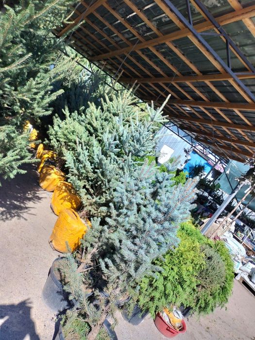 Ель голубая с доставкой