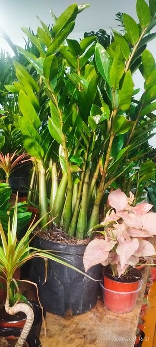 Цветы для офиса для дома и школы