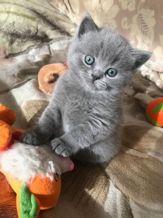 Вислоушки Нежные Плюшки.