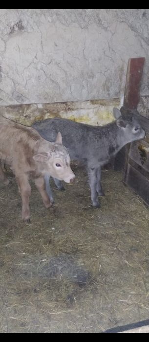 Продам тёлочку и бычка