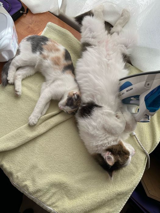 Отдам кошек в хорошие руки