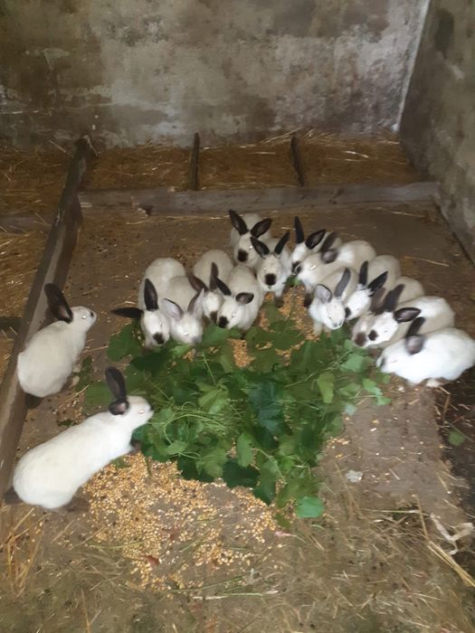 Iepuri carne si companie California