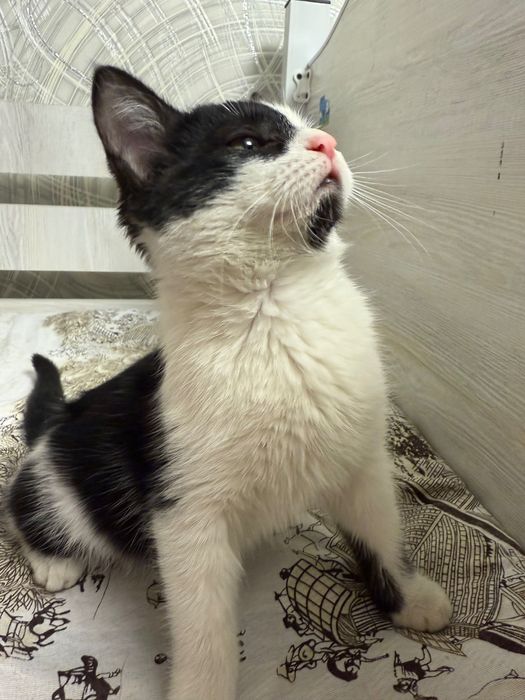 Отдам даром котенка девочка