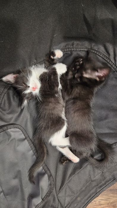Котята, Шымкент район парк победы