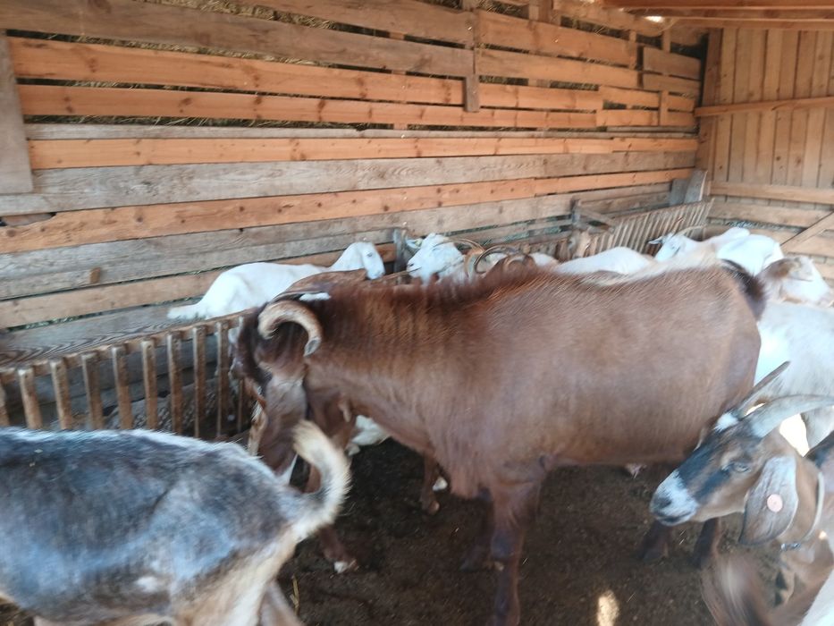 Продавам  п р ъ ч