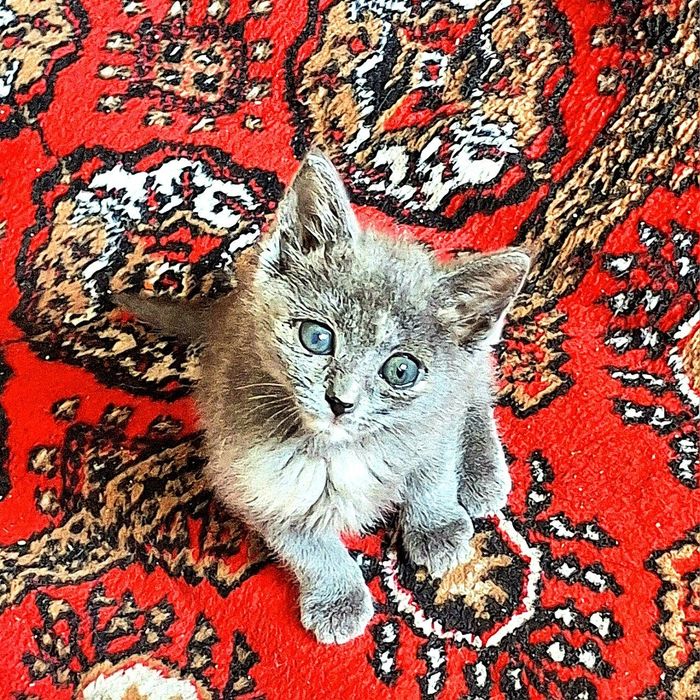Отдам Котёнка-девочку в хорошие руки + лоток и корм