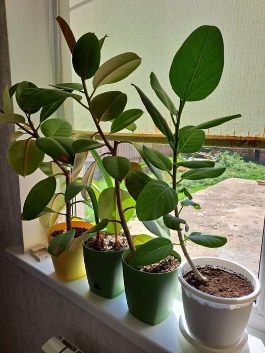 Цветы комнатные разные