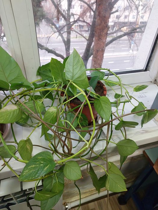 Сциндапсус и Сингониум в одном горшке