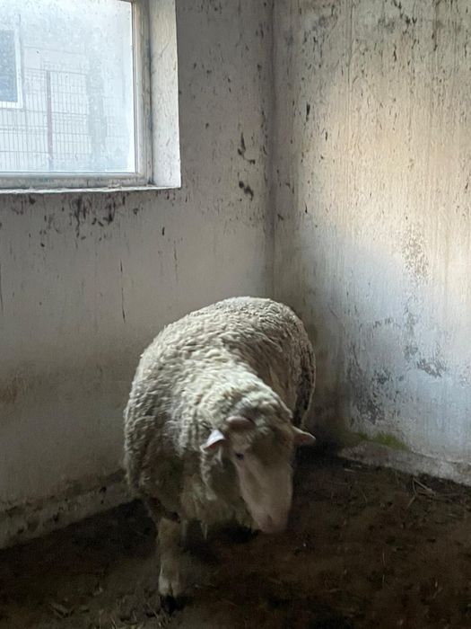 Berbec metis Merinos de Palas cu Ile de France
