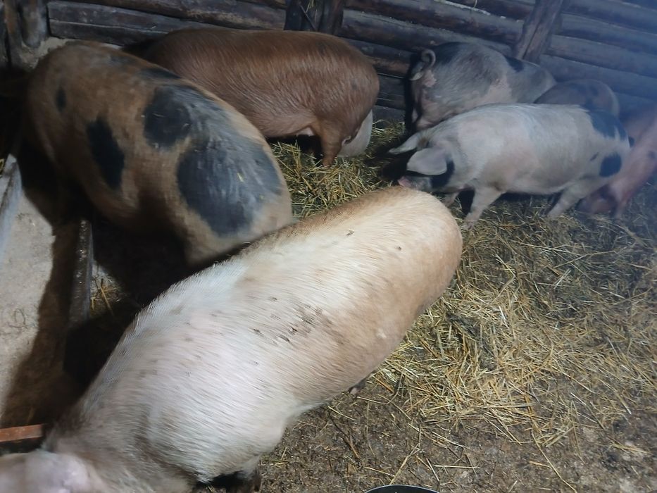 Продам  свинок на племя