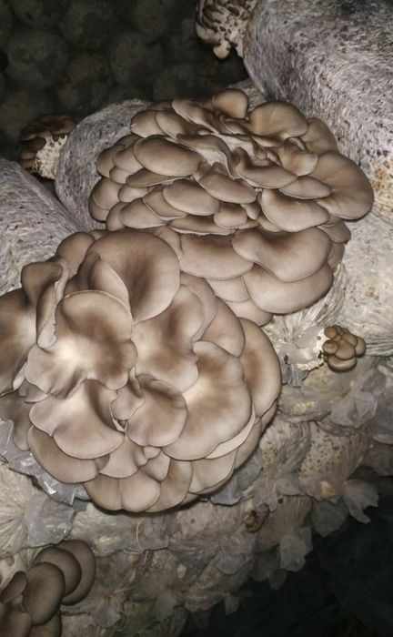 Вешинки Грибы КА 17 , NK35, Шанхай Семена