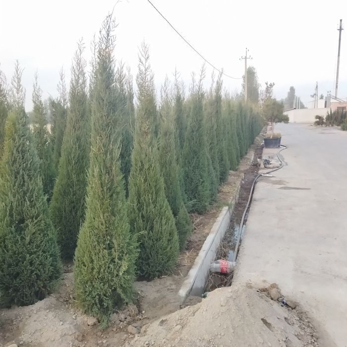 Арча моживенник 6 8 йиллик