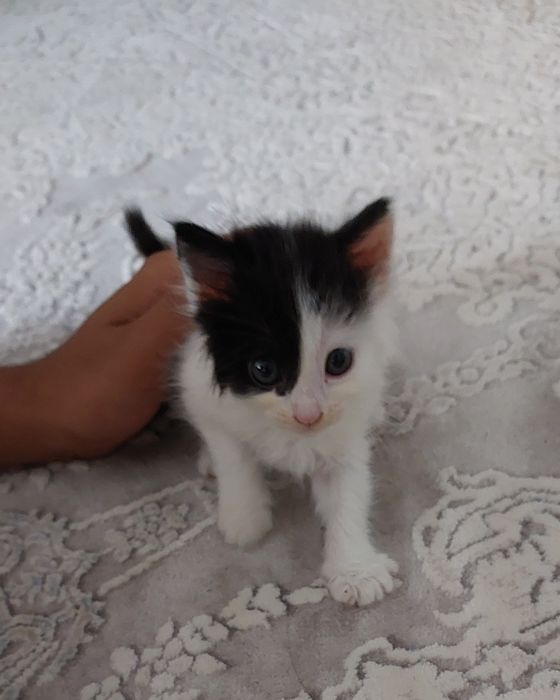 Котёнок в хорошие руки
