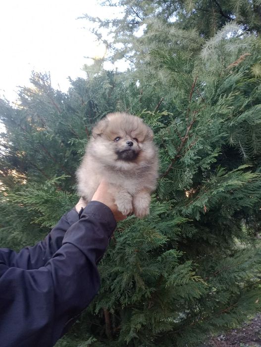 Мъжки  Померани !