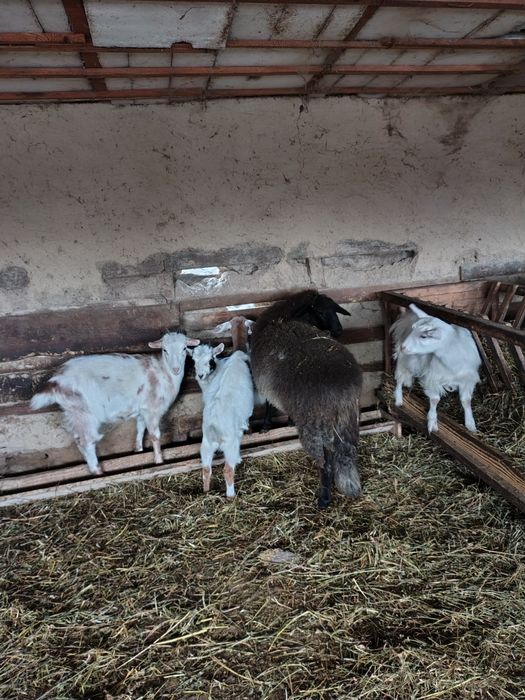 Capre și berbeci Romanov