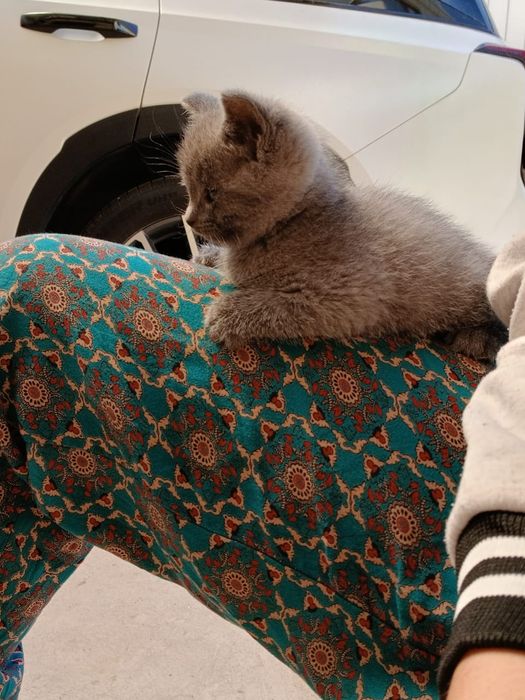 Продам британку котенок
